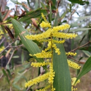 Acacia longifolia subsp. longifolia at Nambucca Heads, NSW - 3 Jul 2023
