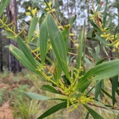 Acacia longifolia subsp. longifolia at Nambucca Heads, NSW - 3 Jul 2023 04:25 PM