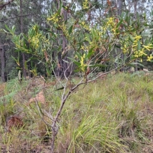 Acacia longifolia subsp. longifolia at Nambucca Heads, NSW - 3 Jul 2023 04:25 PM