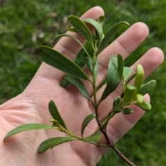 Amyema miraculosa subsp. boormanii (Fleshy Mistletoe) at Wodonga - 1 Jul 2023 by Darcy