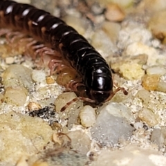 Unverified Millipede (Diplopoda) at Nambucca Heads, NSW - 3 Jul 2023 by trevorpreston