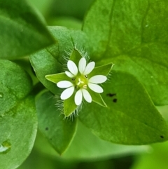 Stellaria media (Common Chickweed) at Nambucca Heads, NSW - 2 Jul 2023 by trevorpreston