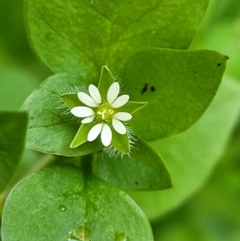 Stellaria media at Nambucca Heads, NSW - 2 Jul 2023 02:58 PM