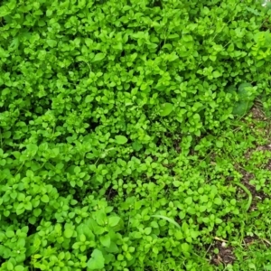 Stellaria media at Nambucca Heads, NSW - 2 Jul 2023 02:58 PM