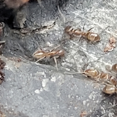 Unidentified Ant (Hymenoptera, Formicidae) at Nambucca Heads, NSW - 2 Jul 2023 by trevorpreston