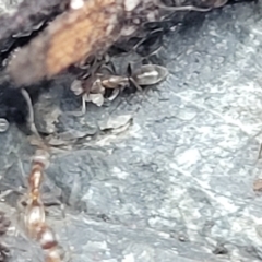 Formicidae (family) at Nambucca Heads, NSW - 2 Jul 2023 01:58 PM