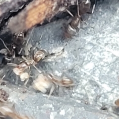 Formicidae (family) at Nambucca Heads, NSW - 2 Jul 2023 01:58 PM