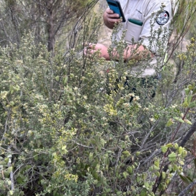 Pomaderris pallida (Pale Pomaderris) at Pine Island to Point Hut - 3 Jul 2023 by dwise