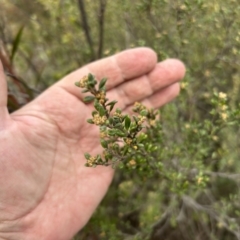 Pomaderris pallida at Greenway, ACT - 3 Jul 2023