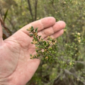 Pomaderris pallida at Greenway, ACT - 3 Jul 2023