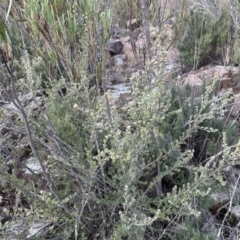 Pomaderris pallida (Pale Pomaderris) at Pine Island to Point Hut - 3 Jul 2023 by dwise