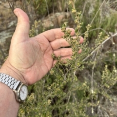 Pomaderris pallida at Greenway, ACT - 3 Jul 2023 02:53 PM