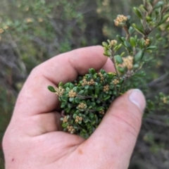 Phebalium squamulosum subsp. ozothamnoides (Alpine Phebalium, Scaly Phebalium) at Pine Island to Point Hut - 3 Jul 2023 by JP95