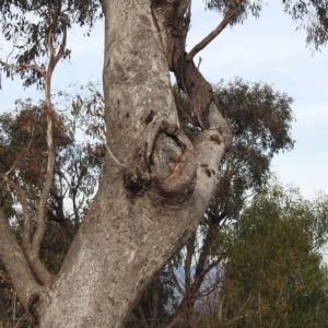 Aegotheles cristatus at Kambah, ACT - suppressed