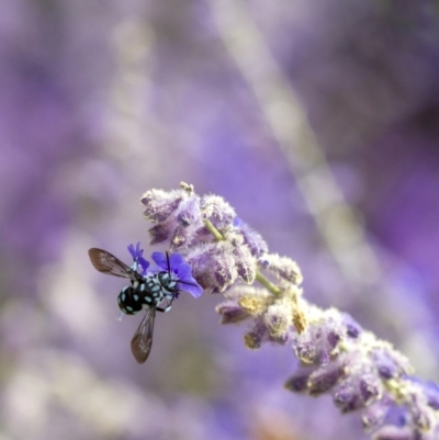 Thyreus caeruleopunctatus (Chequered cuckoo bee) at Wingecarribee Local Government Area - 10 Mar 2019 by Aussiegall