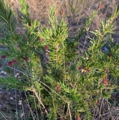 Grevillea rosmarinifolia subsp. rosmarinifolia (Rosemary Grevillea) at Mount Majura - 2 Jul 2023 by waltraud