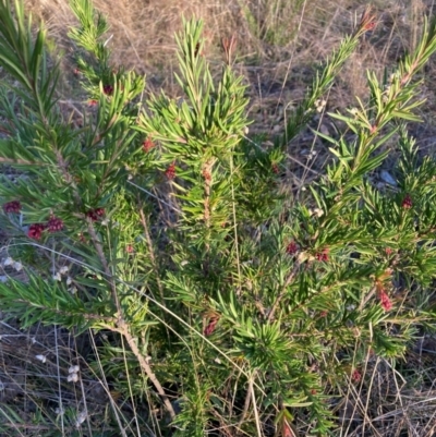 Grevillea rosmarinifolia subsp. rosmarinifolia (Rosemary Grevillea) at Hackett, ACT - 2 Jul 2023 by waltraud