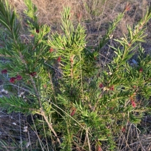 Grevillea rosmarinifolia subsp. rosmarinifolia at Hackett, ACT - 2 Jul 2023