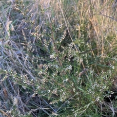 Cryptandra amara (Bitter Cryptandra) at Mount Majura - 2 Jul 2023 by waltraud