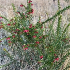 Grevillea rosmarinifolia subsp. rosmarinifolia (Rosemary Grevillea) at Mount Majura - 2 Jul 2023 by waltraud