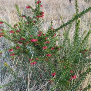 Grevillea rosmarinifolia subsp. rosmarinifolia at Hackett, ACT - 2 Jul 2023