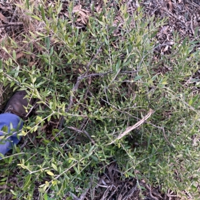 Olea europaea subsp. cuspidata (African Olive) at Mount Majura - 2 Jul 2023 by waltraud