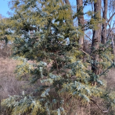 Acacia baileyana (Cootamundra Wattle, Golden Mimosa) at Hackett, ACT - 2 Jul 2023 by waltraud