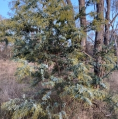 Acacia baileyana (Cootamundra Wattle, Golden Mimosa) at Mount Majura - 2 Jul 2023 by waltraud