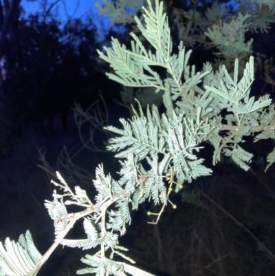 Acacia baileyana x Acacia dealbata (Cootamundra Wattle x Silver Wattle (Hybrid)) at Mount Majura - 2 Jul 2023 by waltraud