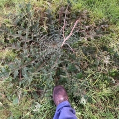 Cirsium vulgare (Spear Thistle) at Watson, ACT - 3 Jul 2023 by waltraud