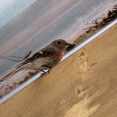 Petroica rosea (Rose Robin) at Penrose - 21 Apr 2019 by Aussiegall