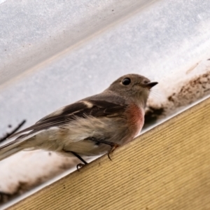 Petroica rosea at Penrose, NSW - 21 Apr 2019 03:35 PM