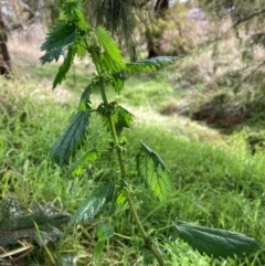 Urtica urens (Small Nettle) at Mount Majura - 3 Jul 2023 by waltraud