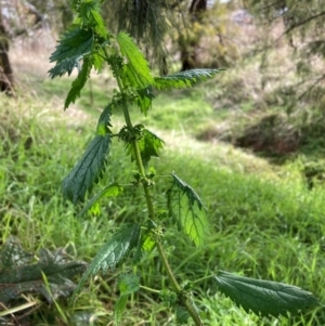 Urtica urens at Watson, ACT - 3 Jul 2023