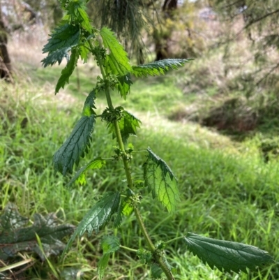 Urtica urens (Small Nettle) at Mount Majura - 3 Jul 2023 by waltraud