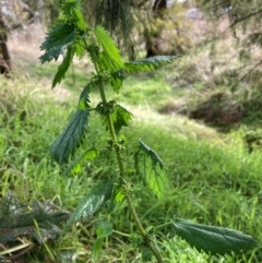 Urtica urens (Small Nettle) at Watson, ACT - 3 Jul 2023 by waltraud