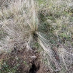 Nassella trichotoma (Serrated Tussock) at Watson, ACT - 3 Jul 2023 by waltraud