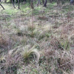 Nassella trichotoma at Watson, ACT - 3 Jul 2023