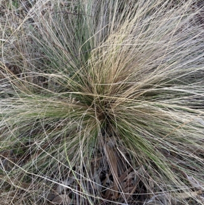 Nassella trichotoma (Serrated Tussock) at The Fair, Watson - 3 Jul 2023 by waltraud