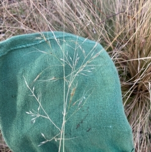 Nassella trichotoma at Watson, ACT - 3 Jul 2023 03:05 PM