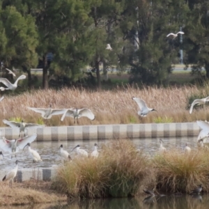 Threskiornis molucca at Monash, ACT - 3 Jul 2023 01:17 PM