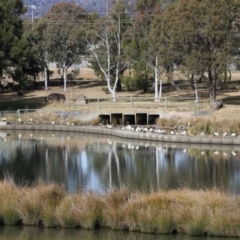 Threskiornis molucca at Monash, ACT - 3 Jul 2023