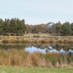 Threskiornis molucca at Monash, ACT - 3 Jul 2023