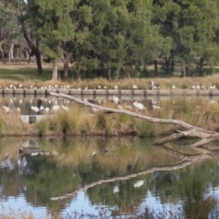 Threskiornis molucca at Monash, ACT - 3 Jul 2023