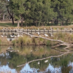 Threskiornis molucca at Monash, ACT - 3 Jul 2023 01:17 PM