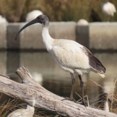 Threskiornis molucca at Monash, ACT - 3 Jul 2023