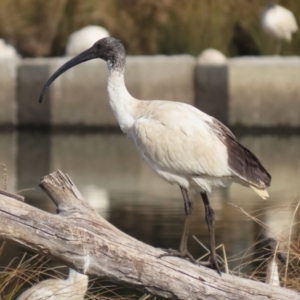 Threskiornis molucca at Monash, ACT - 3 Jul 2023 01:17 PM