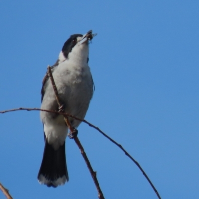 Cracticus torquatus (Grey Butcherbird) at Monash, ACT - 3 Jul 2023 by RodDeb