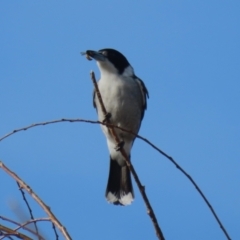 Cracticus torquatus at Monash, ACT - 3 Jul 2023