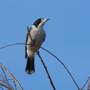 Cracticus torquatus at Monash, ACT - 3 Jul 2023